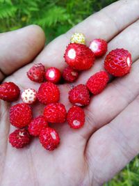 Close-up of hand holding strawberries