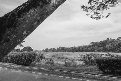 Road by trees against sky