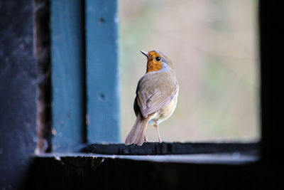 Close-up of bird perching on wood