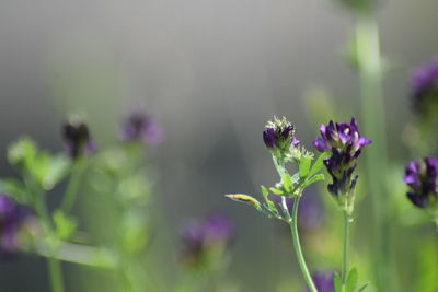 Close-up of purple flowering plant