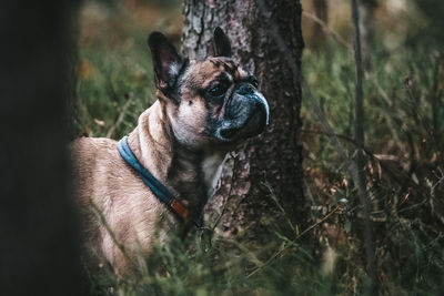 Close-up of dog