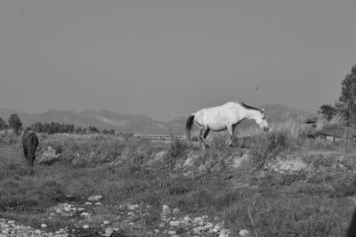 View of a horse on field