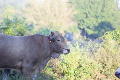 Close-up of horse on field