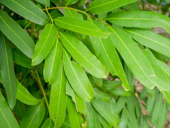 Full frame shot of fresh green leaves