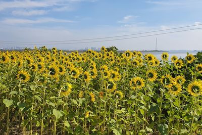 Scenic view of sunflower field against sky