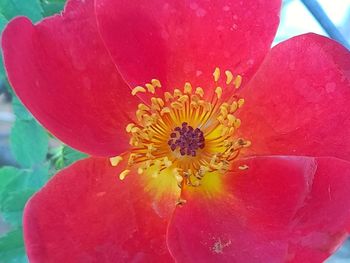 Close-up of red rose flower