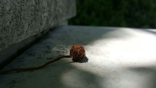 Close-up of lizard