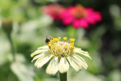 Close-up of bee pollinating on flower