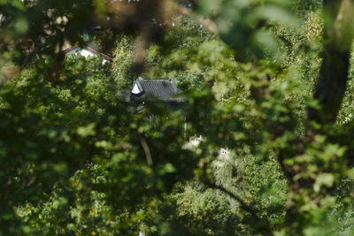 High angle view of bird flying