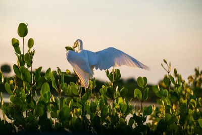 Bird flying in the sky