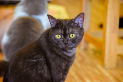 Portrait of black cat