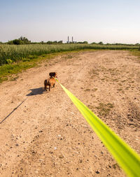 Dog on a field