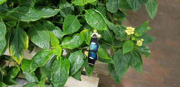 High angle view of leaf on plant