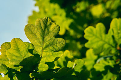 Close-up of plant leaves