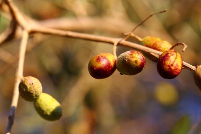 Close-up of fruits growing on tree