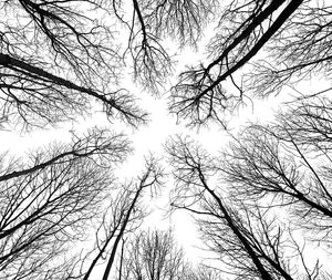 Low angle view of trees against sky