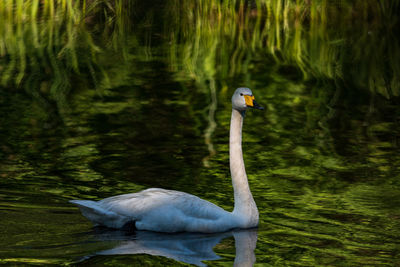 Swan swimming in lake