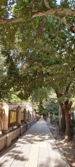 Footpath amidst trees and plants in park