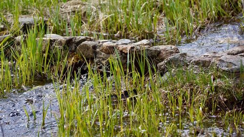 Sheep on grass in swamp