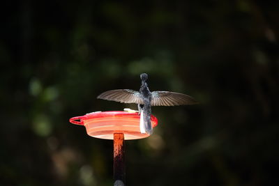 Close-up of a bird flying