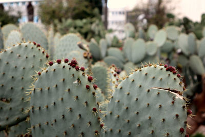 Close-up of prickly pear cactus