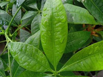 Close-up of raindrops on leaves