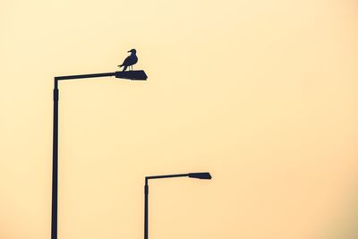 Low angle view of bird perching on pole against clear sky
