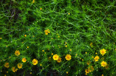 High angle view of yellow flowering plants on field