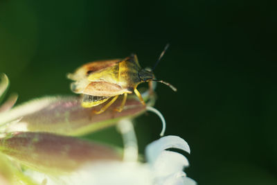 Close-up of insect on flower