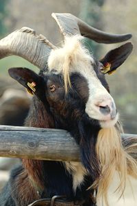 Portrait of goat by railing