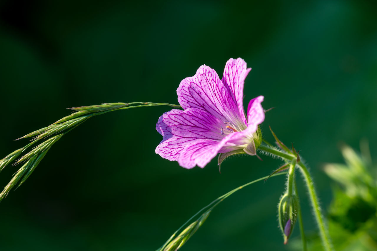 CLOSE-UP OF PINK FLOWER ON PLANT