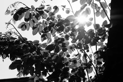 Low angle view of tree against sky