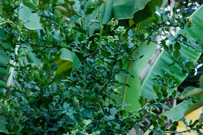 Low angle view of leaves on tree