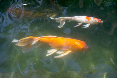 Fish swimming in sea