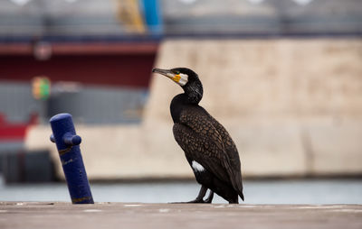 Close-up of bird perching on railing