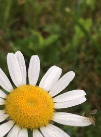 Close-up of white flower blooming outdoors