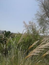 Scenic view of field against clear sky