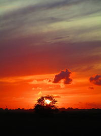 Silhouette plants against dramatic sky during sunset