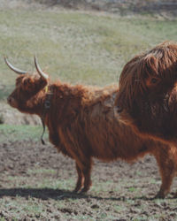 Brown horse in a field