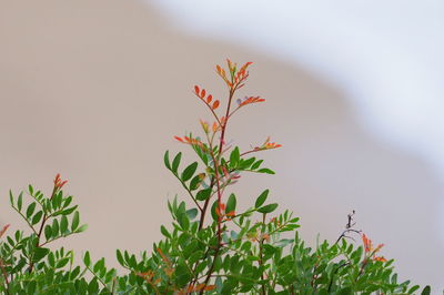 Close-up of red flowering plant