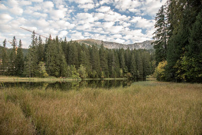 Pine trees on field against sky