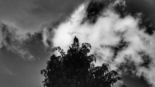 Low angle view of silhouette tree against sky