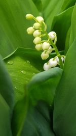 Close-up of white flowering plant leaves