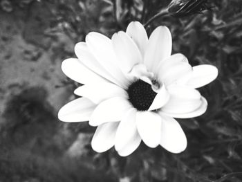 Close-up of white flower blooming outdoors