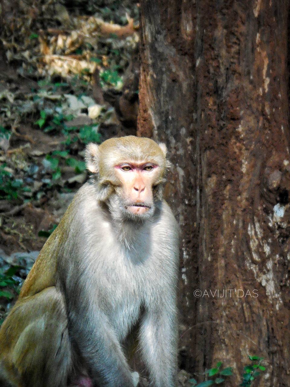 CLOSE-UP PORTRAIT OF MONKEY ON STONE WALL