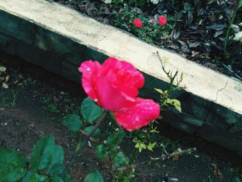 High angle view of pink flowers blooming outdoors