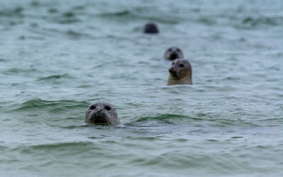 Playing seals