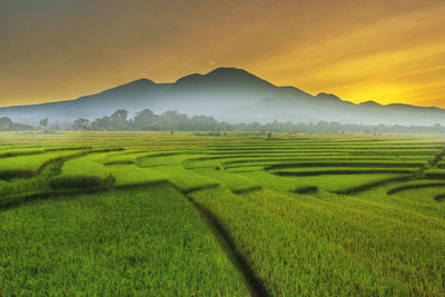 Scenic view of agricultural field against sky during sunset