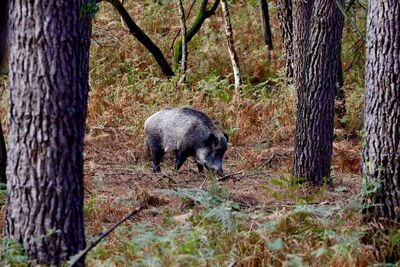 Wild boar in a forest