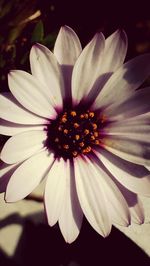 Close-up of white flower